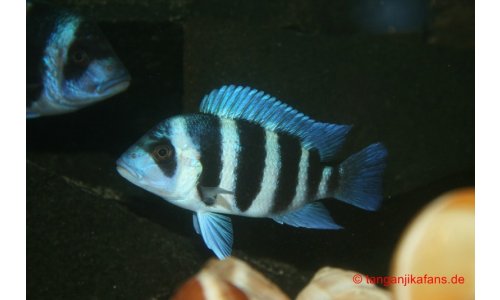 Cyphotilapia Frontosa Blue Zaire Moba